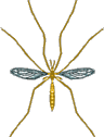 tipula gif