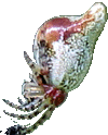 cyclosa