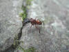 video formica camponotus ligniperda