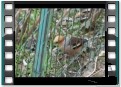 Video del frosone