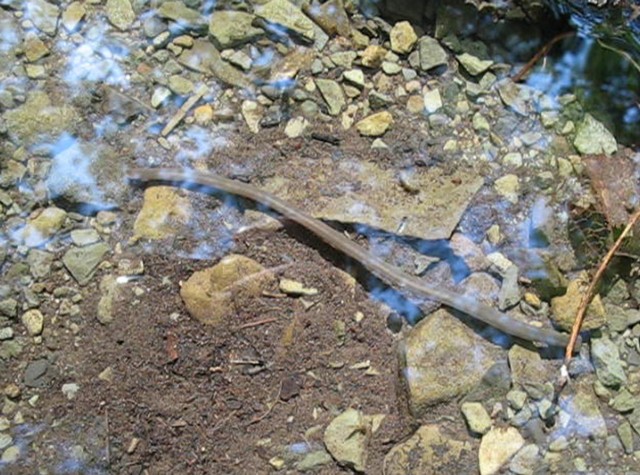 Sanguisuga dentro l'acqua Sanguisuga dentro l'acqua