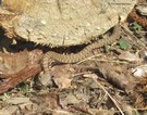 video di una piccola vipera