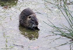 La Nutria La Nutria