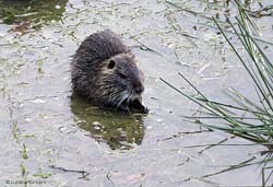 La Nutria