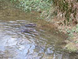 Nutrie in nuotano in acqua bassa