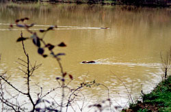 nutrie che nuotano nutrie che nuotano