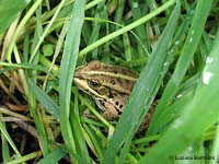 Pelophylax epeiroticus