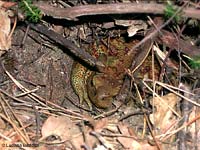 Rospo nascosto tra le foglie del bosco