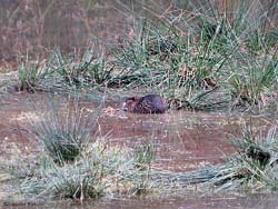 Nutria tra la vegetazione acquatica Nutria tra la vegetazione acquatica
