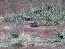 Nutria tra la vegetazione acquatica