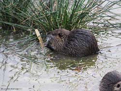 Una nutria mentre bruca delle piante acquatiche