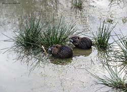 Nutrie che brucano delle piante acquatiche