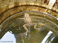 Rana in un secchio d'acqua