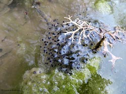 Uova di rana ammucchiate nell'acqua