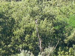 Falco pescatore sull'albero