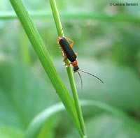 cantharis sp.