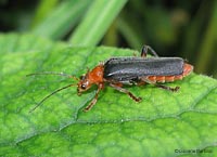 cantharis sp.