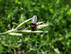 cantharide Cantharis fusca