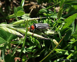 cantharide Cantharis fusca