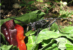 Cerambyx cerdo che mangia una susina