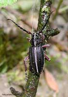 Cerambycidae Dorcadion