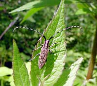Agapanthia villosoviridescens
