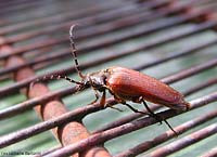 cerambycidae dalle elitre rossicce