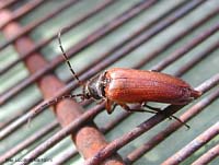 cerambycidae dalle elitre rossicce