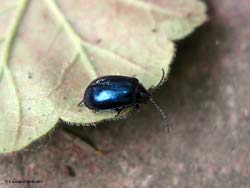 Agelastica alni