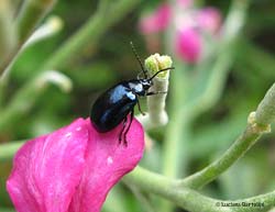 Agelastica alni