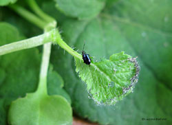 Altica sp.