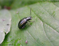 Altica sp.
