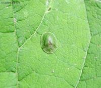 Cassida sp.