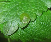 cassida verde