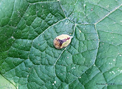 Cassida vibex