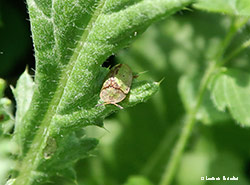 Cassida vibex