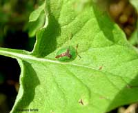 Cassida vibex