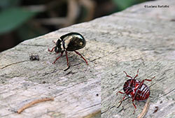 Chrysolina bankii
