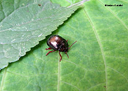 Chrysolina bankii