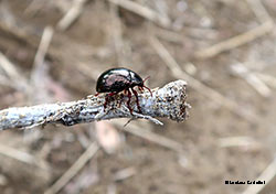 Chrysolina bankii