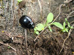 Chrysolina haemoptera