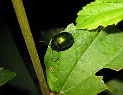 Chrysolina herbacea