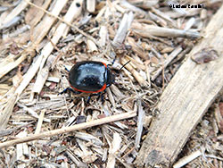 Chrysolina rossia