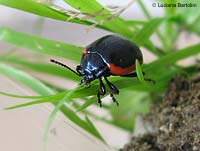 Chrysolina rossia