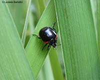 Chrysolina rossia
