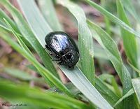 Chrysolina oricalcia