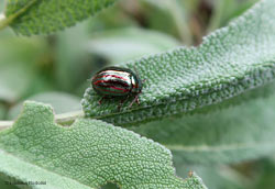 Chrysolina americana