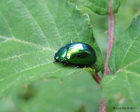 Chrysolina herbacea