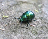 Chrysolina herbacea