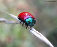 Chrysolina polita
